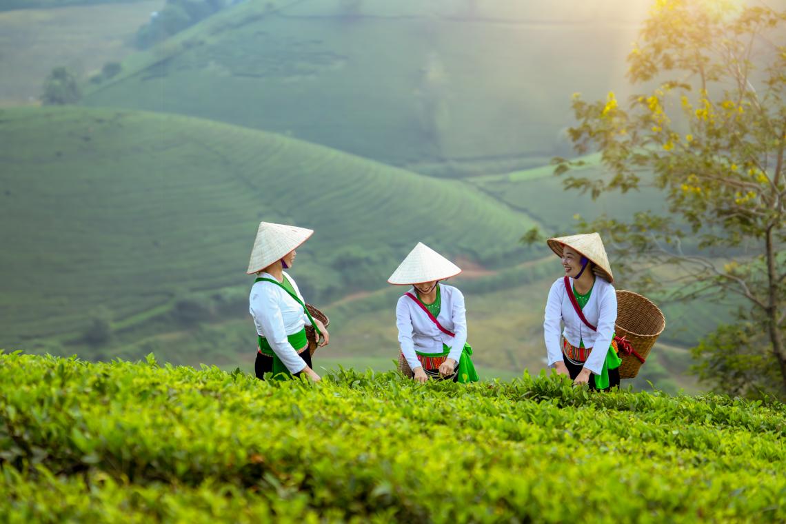 Passat l’estiu volarem a Vietnam i Indonèsia